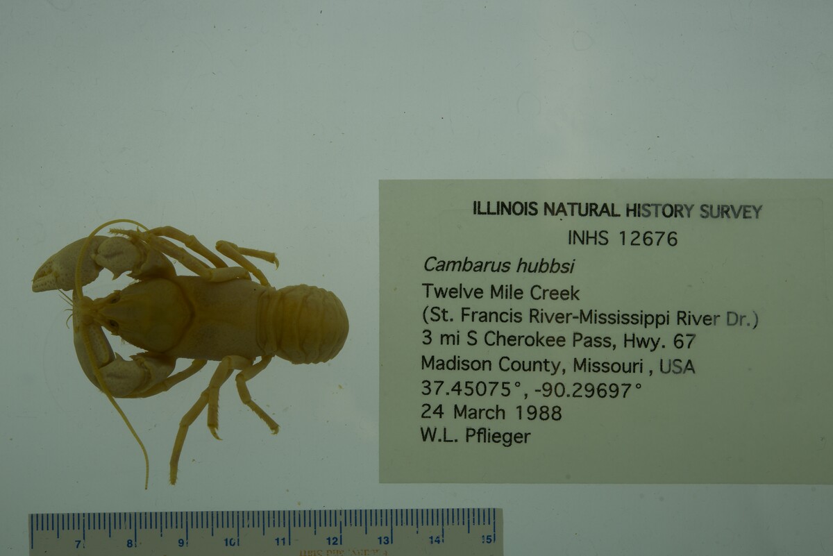 Cambarus hubbsi image